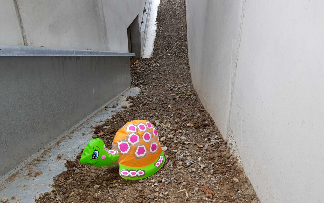 Amphibiendurchlässe Uttenweiler – erste Amphibien gesichtet